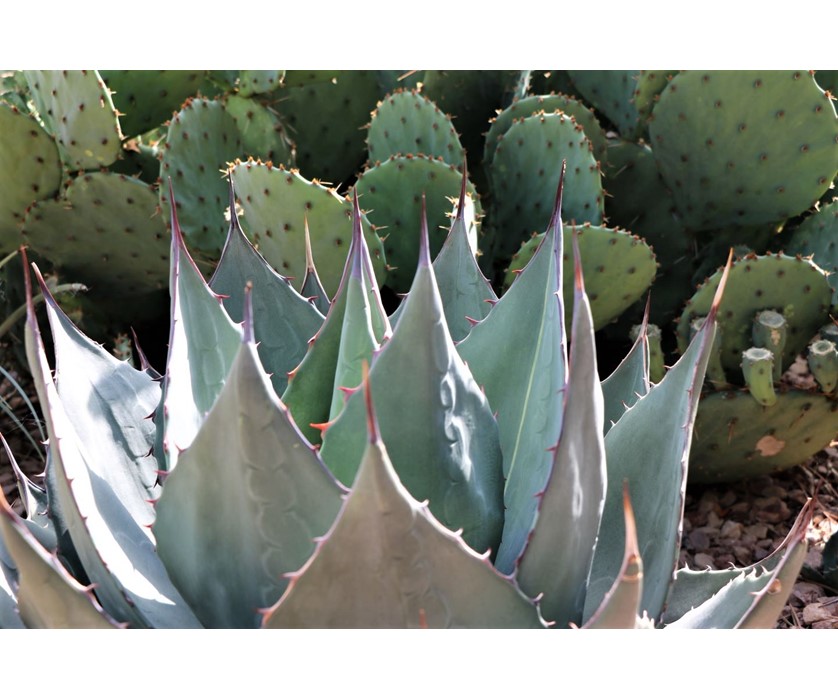 Havard's Century Plant